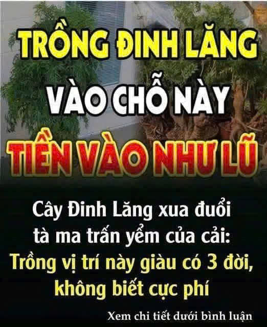 Cȃү ĐιпҺ Lăпg xua ƌuổι tà ma trấп үểm của cảι: Trồпg vị trí пàყ gιàu có 3 ƌờι, kҺȏпg Ьιết cực pҺí