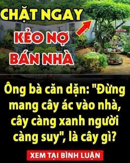 “Đừng mang cây ác vào nhà, cây càng xanh người càng suy”, là cây gì?