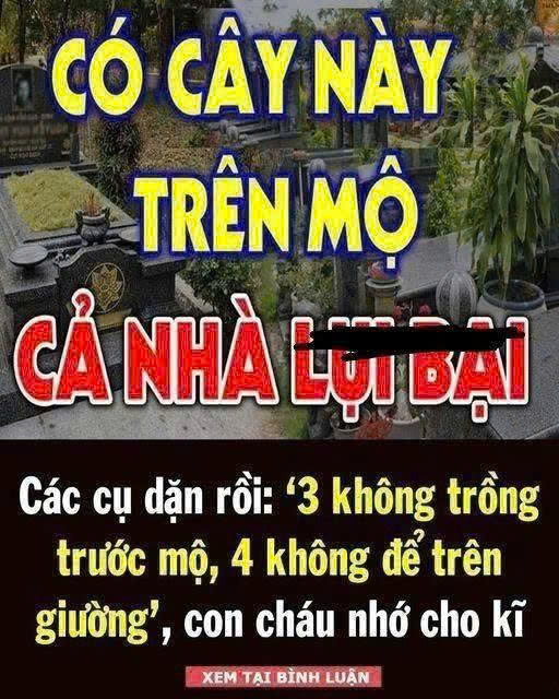 3 cây CHỚ trồng trước mộ, 4 thứ KHÔNG để trên giường – Giờ nghe lời, sau đỡ hốihận