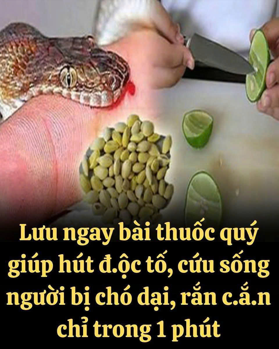 Lưu ngay bài thuốc quý giúp hút đ.ộc tố, cứu sống người bị chó dại, rắn c.ắ.n chỉ trong 1 phút